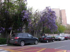 A street in Tehran lined with purple flowering trees and parked cars