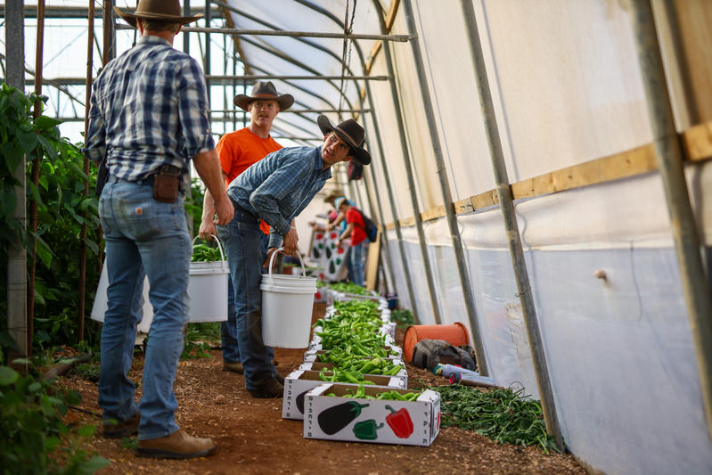 3 US Cowboys volunteer with agricultural harvest In Moshav Hamra during War. 