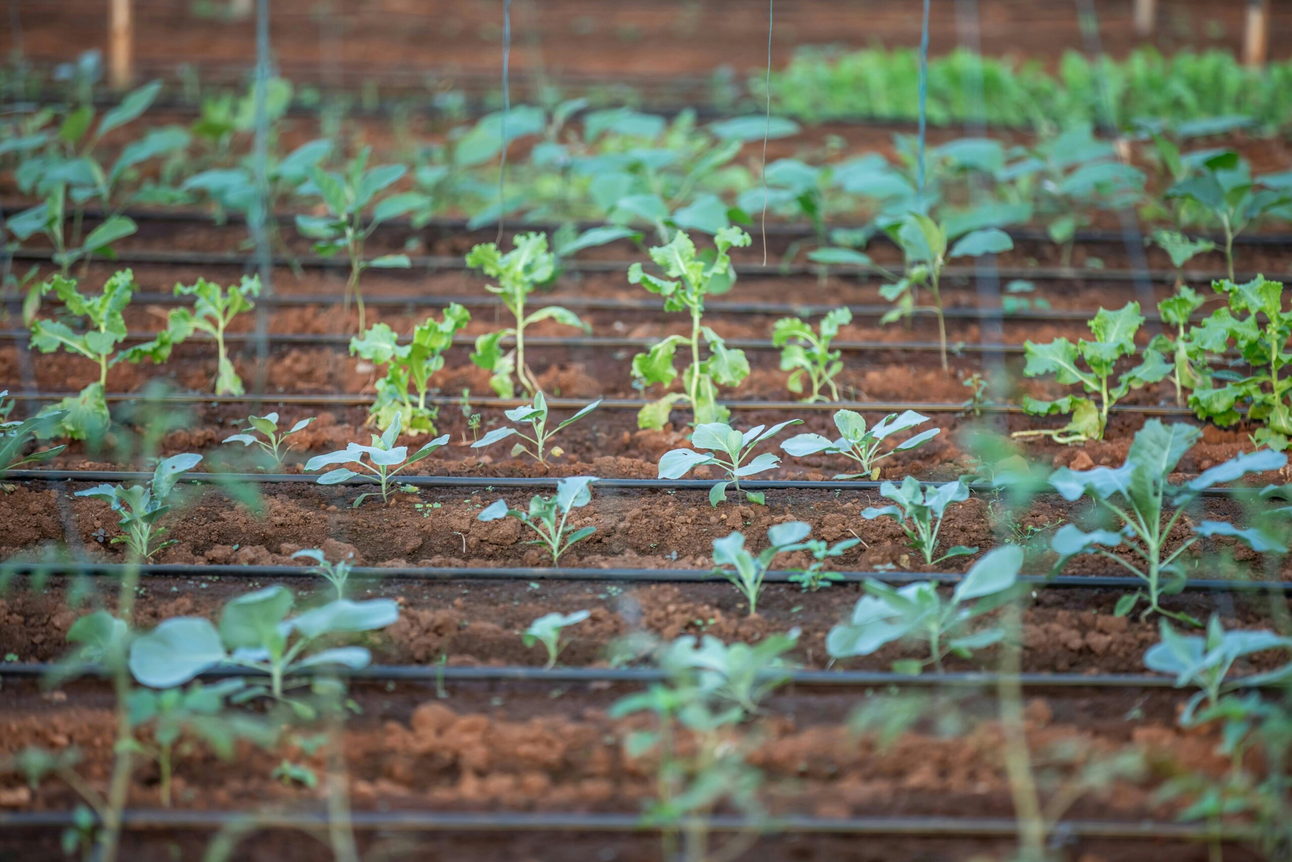 Drip irrigation for vegetables, used in 110 countries worldwide, started from Netafim (Israeli innovation)