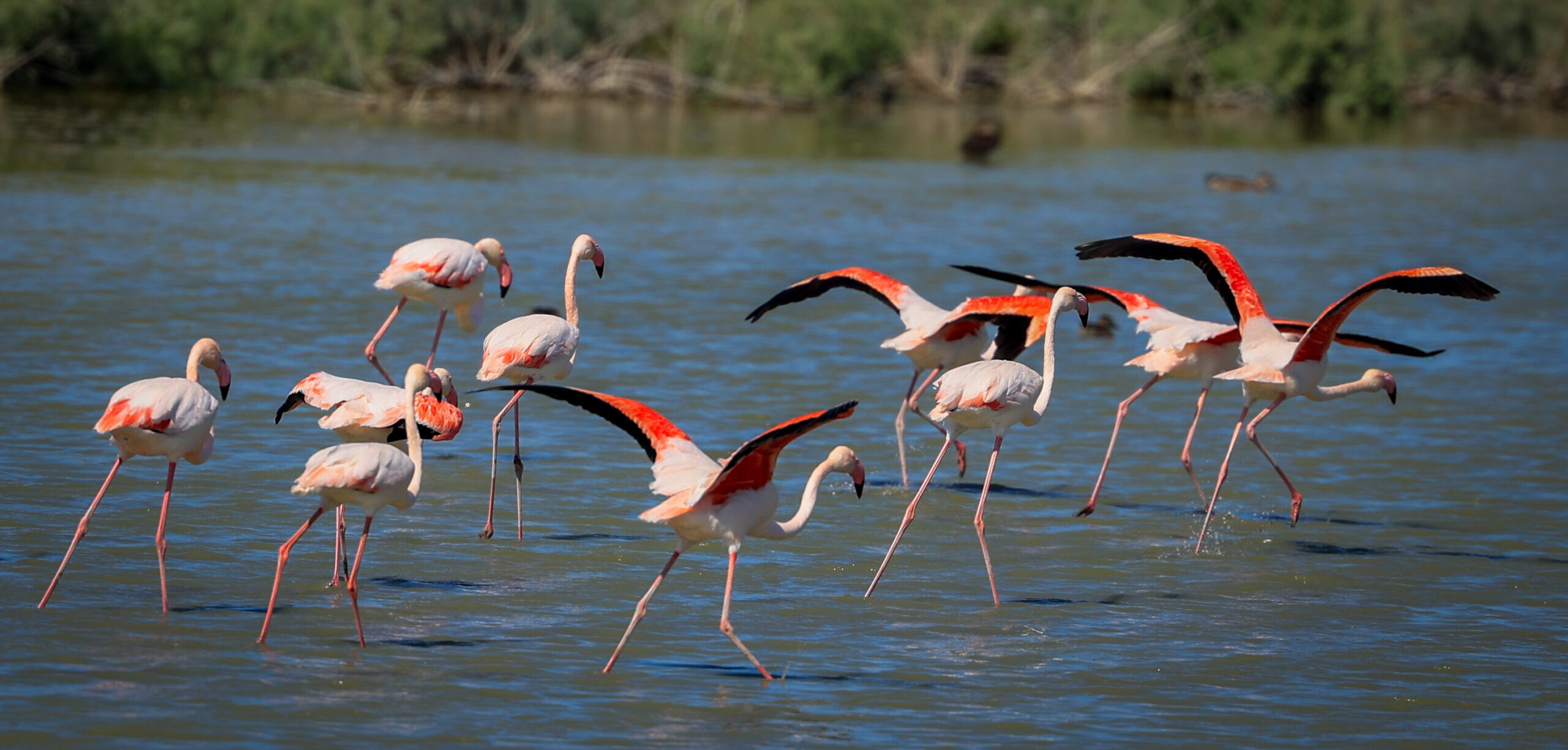 A flock of flamingos resting in a water pond.
